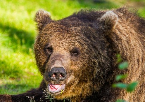 Wild living brown bears in Finland, near the Russian border
