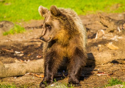 Wild living brown bears in Finland, near the Russian border