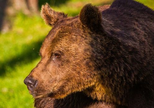 Wild living brown bears in Finland, near the Russian border