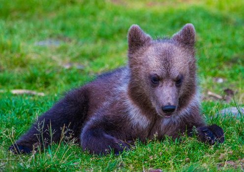 Wild living brown bears in Finland, near the Russian border