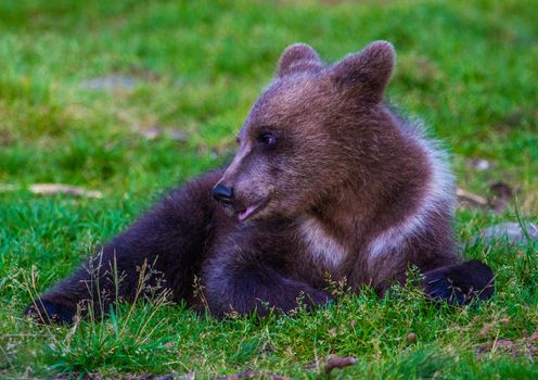Wild living brown bears in Finland, near the Russian border