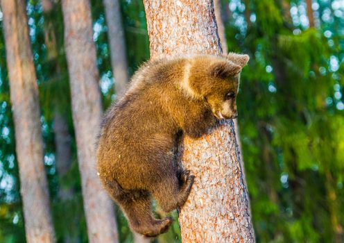 Wild living brown bears in Finland, near the Russian border