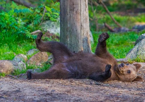Wild living brown bears in Finland, near the Russian border