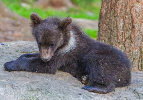 Wild living brown bears in Finland, near the Russian border