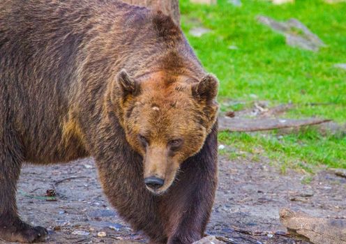 Wild living brown bears in Finland, near the Russian border