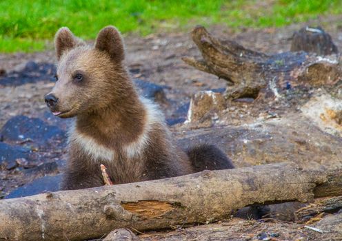 Wild living brown bears in Finland, near the Russian border