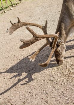 Reindeers in northern FInland, northern of the polar circle (Inari)
