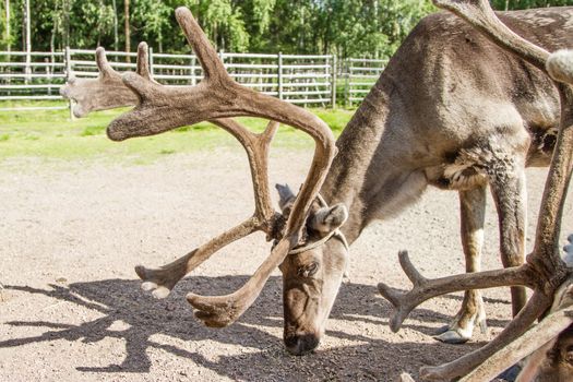 Reindeers in northern FInland, northern of the polar circle (Inari)