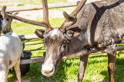 Reindeers in northern FInland, northern of the polar circle (Inari)