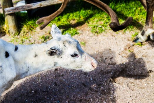 Reindeers in northern FInland, northern of the polar circle (Inari)