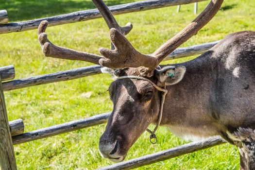 Reindeers in northern FInland, northern of the polar circle (Inari)