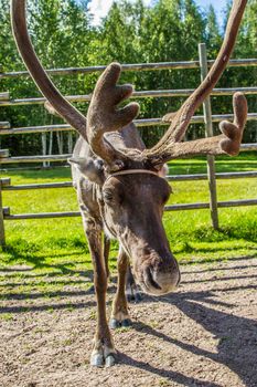 Reindeers in northern FInland, northern of the polar circle (Inari)