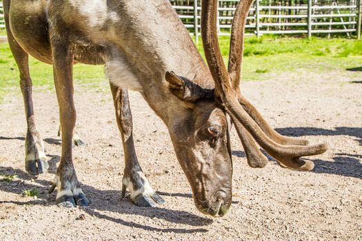 Reindeers in northern FInland, northern of the polar circle (Inari)