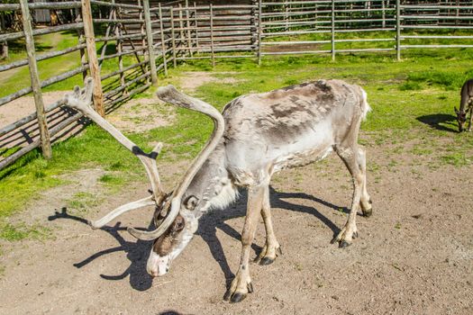 Reindeers in northern FInland, northern of the polar circle (Inari)