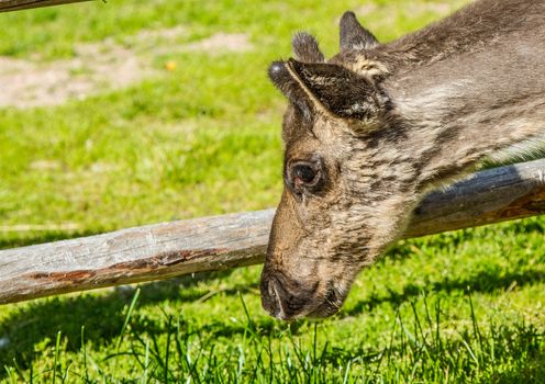 Reindeers in northern FInland, northern of the polar circle (Inari)