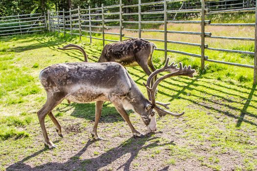 Reindeers in northern FInland, northern of the polar circle (Inari)