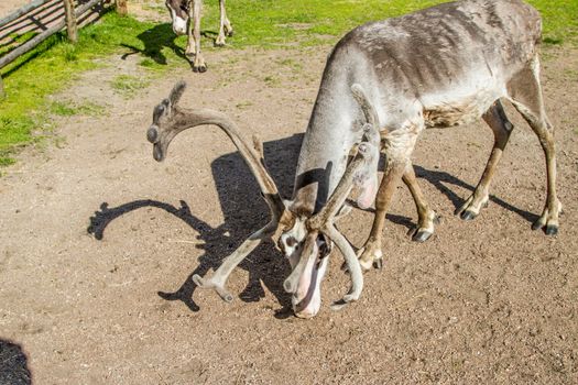 Reindeers in northern FInland, northern of the polar circle (Inari)