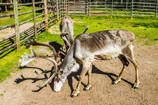 Reindeers in northern FInland, northern of the polar circle (Inari)