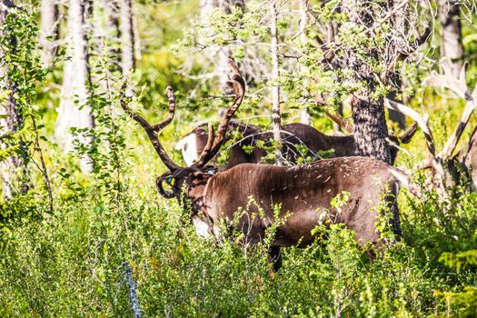 Reindeers in northern FInland, northern of the polar circle (Inari)
