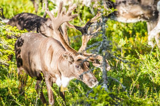 Reindeers in northern FInland, northern of the polar circle (Inari)