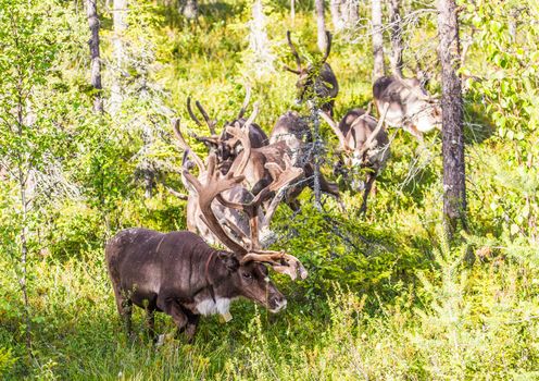 Reindeers in northern FInland, northern of the polar circle (Inari)