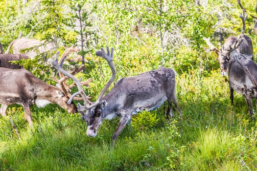 Reindeers in northern FInland, northern of the polar circle (Inari)