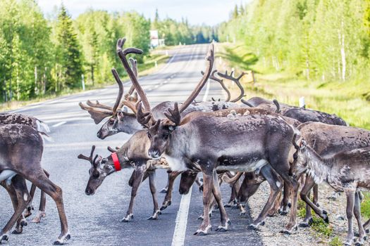 Reindeers in northern FInland, northern of the polar circle (Inari)