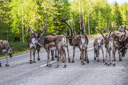 Reindeers in northern FInland, northern of the polar circle (Inari)