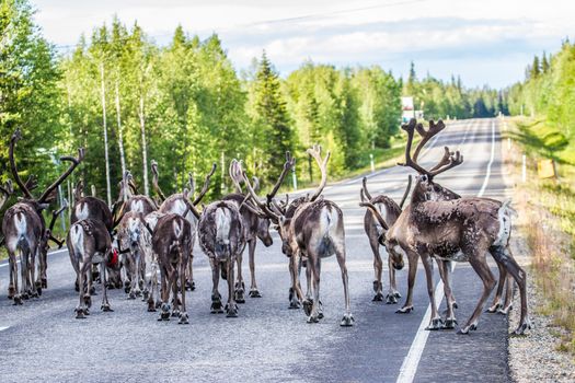 Reindeers in northern FInland, northern of the polar circle (Inari)