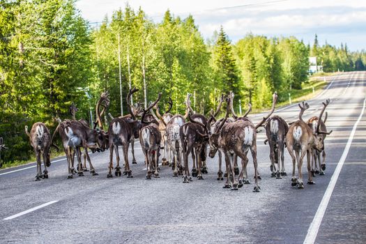 Reindeers in northern FInland, northern of the polar circle (Inari)