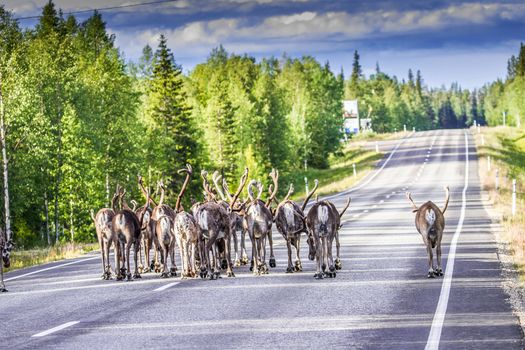 Reindeers in northern FInland, northern of the polar circle (Inari)