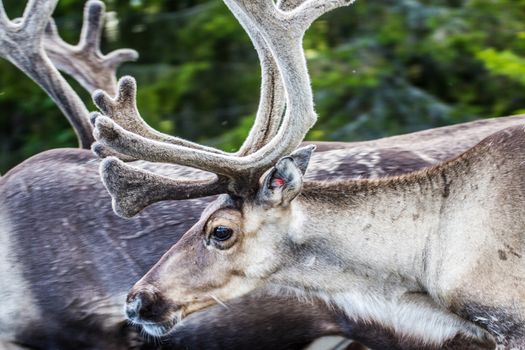 Reindeers in northern FInland, northern of the polar circle (Inari)