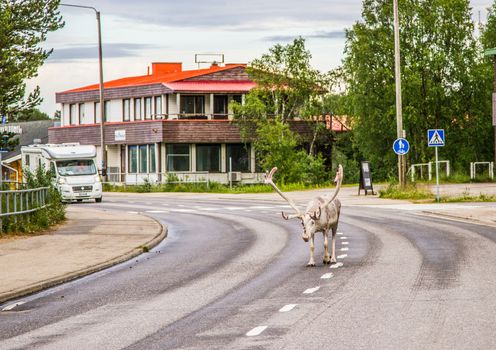 Reindeers in northern FInland, northern of the polar circle (Inari)