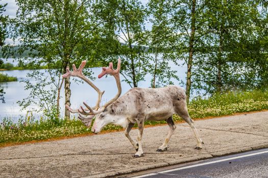 Reindeers in northern FInland, northern of the polar circle (Inari)