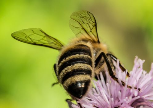 Picture of a insect with an 1:1 macro lens