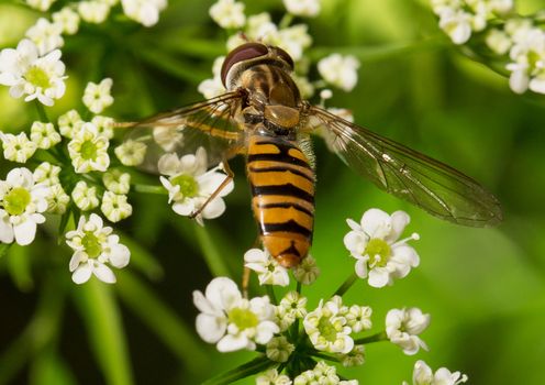 Picture of a insect with an 1:1 macro lens