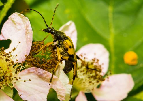 Picture of a insect with an 1:1 macro lens