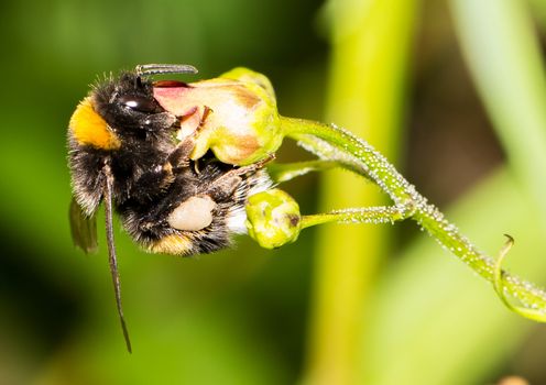 Picture of a insect with an 1:1 macro lens