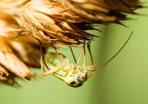 Picture of a insect with an 1:1 macro lens