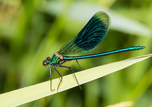 Picture of a insect with an 1:1 macro lens
