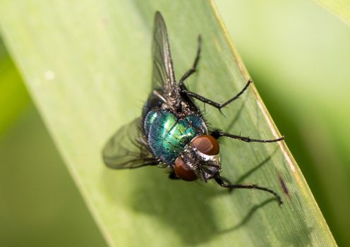 Picture of a insect with an 1:1 macro lens