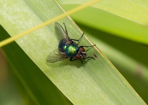Picture of a insect with an 1:1 macro lens