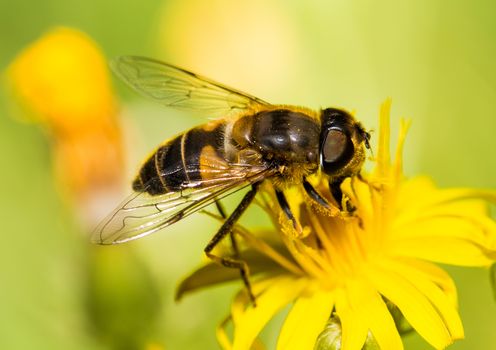 Picture of a insect with an 1:1 macro lens