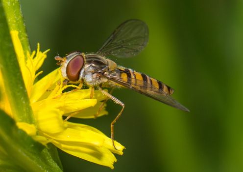 Picture of a insect with an 1:1 macro lens