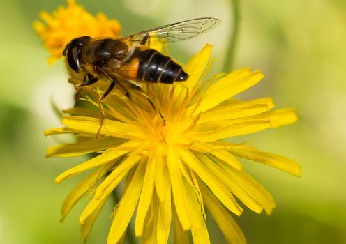 Picture of a insect with an 1:1 macro lens