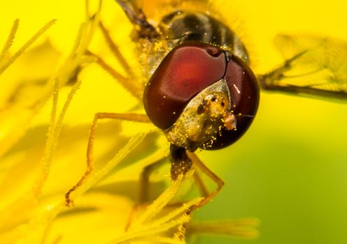 Picture of a insect with an 1:1 macro lens