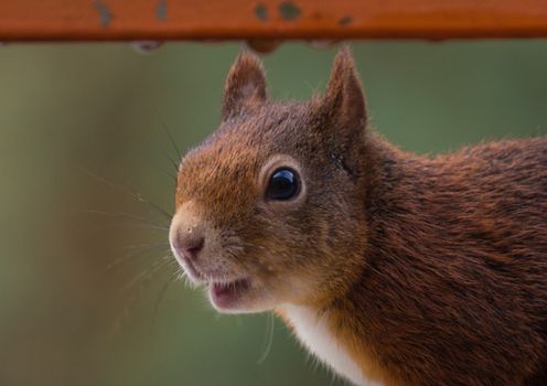 A young squirrel sitting on a balcony looking for food