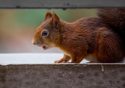 A young squirrel sitting on a balcony looking for food
