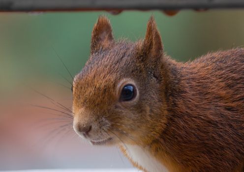 A young squirrel sitting on a balcony looking for food