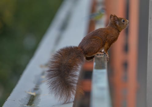 A young squirrel sitting on a balcony looking for food